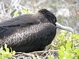 Galapagos 2-1-15 North Seymour Female Great Frigatebird The great frigatebird is very similar to the magnificent frigatebird. The female great frigatebird has a red ring around the eye and a white throat and breast. They are called frigates because they often steal prey from other birds like boobies by harassing them in the air till the victims drop their catch. Being such agile flyers, frigates then swoop down and catch it in midair, juggling it further so they can swallow it.